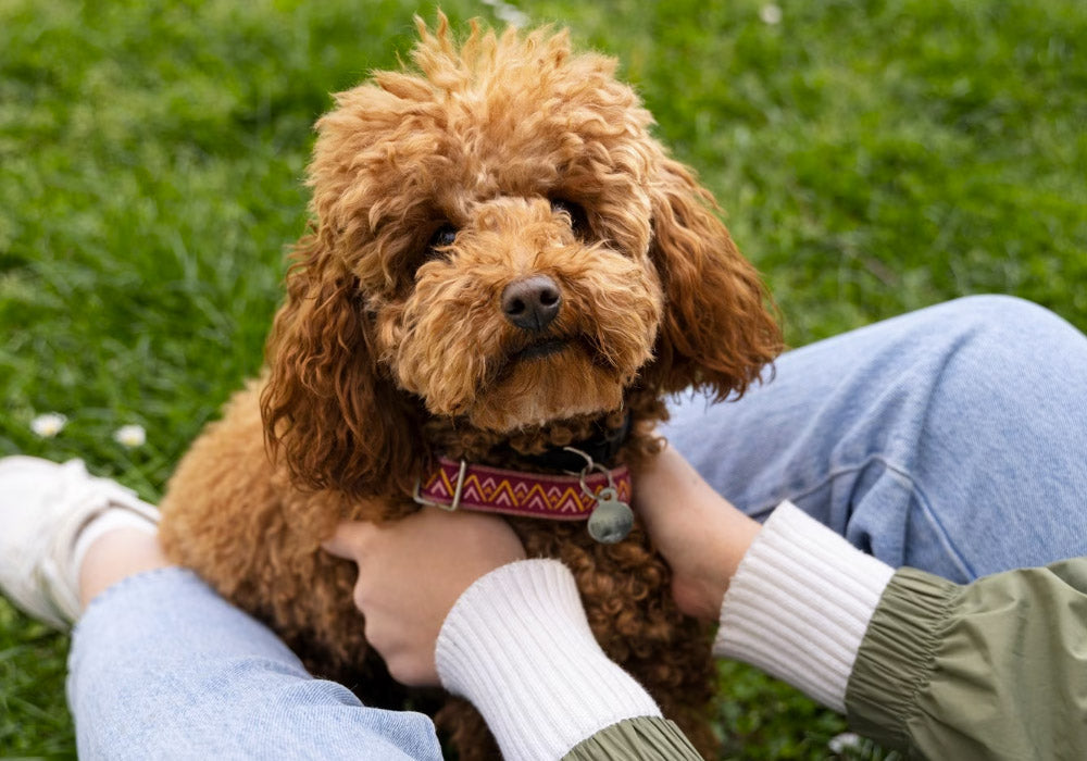 The Importance of Regular Pet Grooming