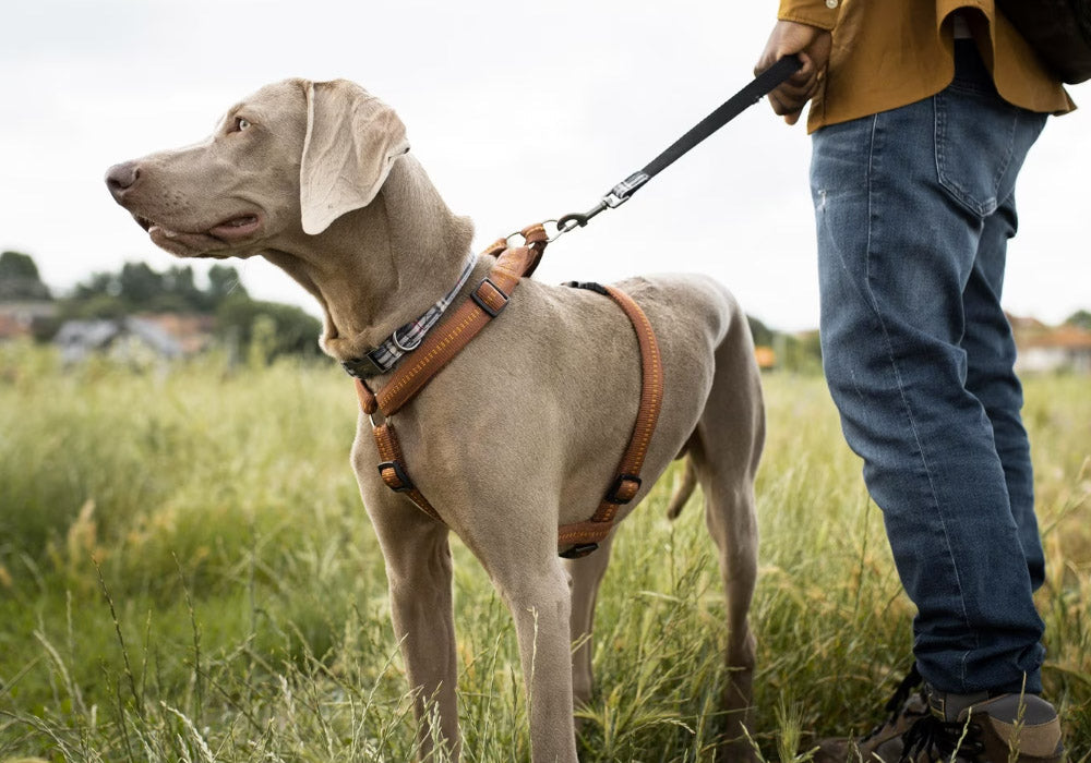 Shop Smart for Your Pet's Supplies